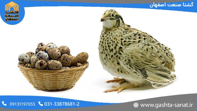 قیمت دستگاه بسته بندی گوشت بلدرچین