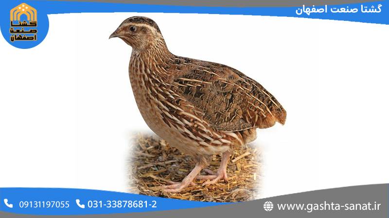 خرید دستگاه بسته بندی گوشت بلدرچین