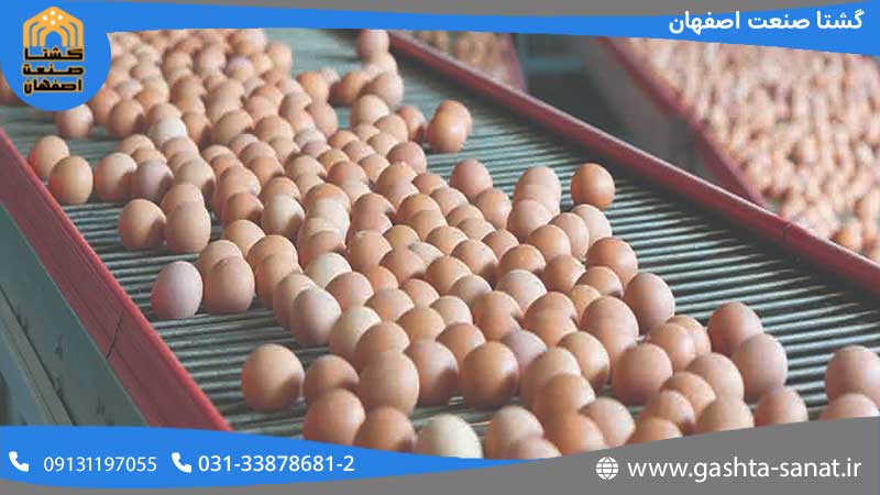راه اندازی خط بسته بندی اتوماتیک تخم مرغ